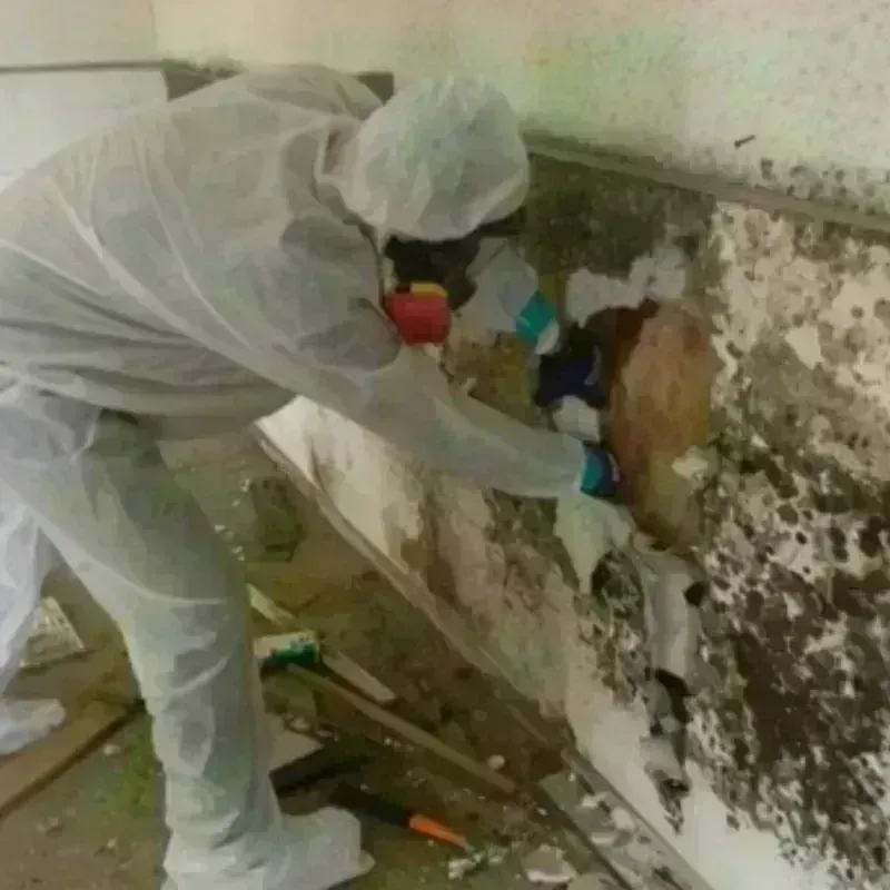 Mold Remediation and Removal in Vista Center, NJ